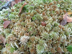Sphagnum palustre in bog woodland